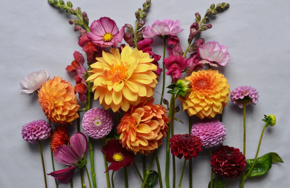 Header Image