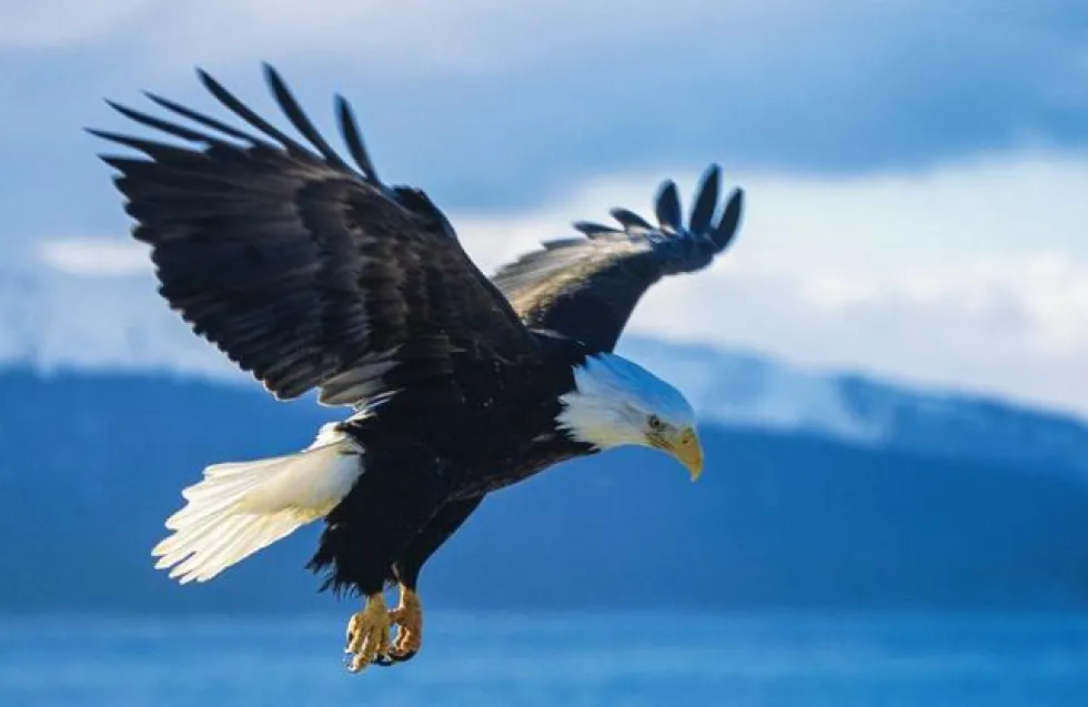 Header Image