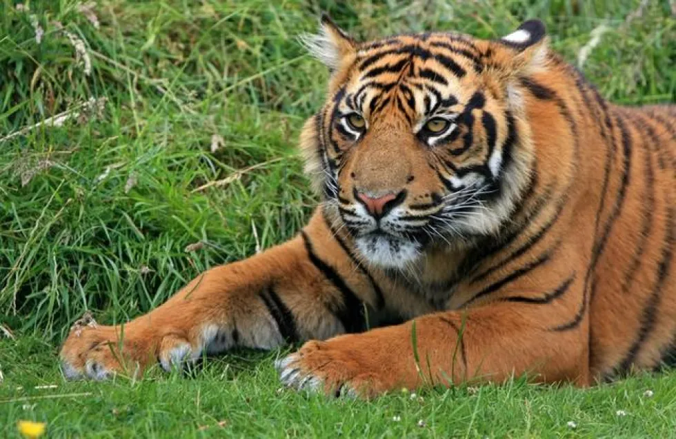 Header Image