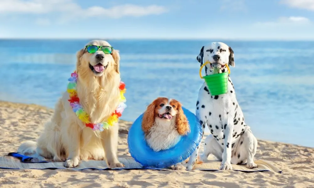 Header Image