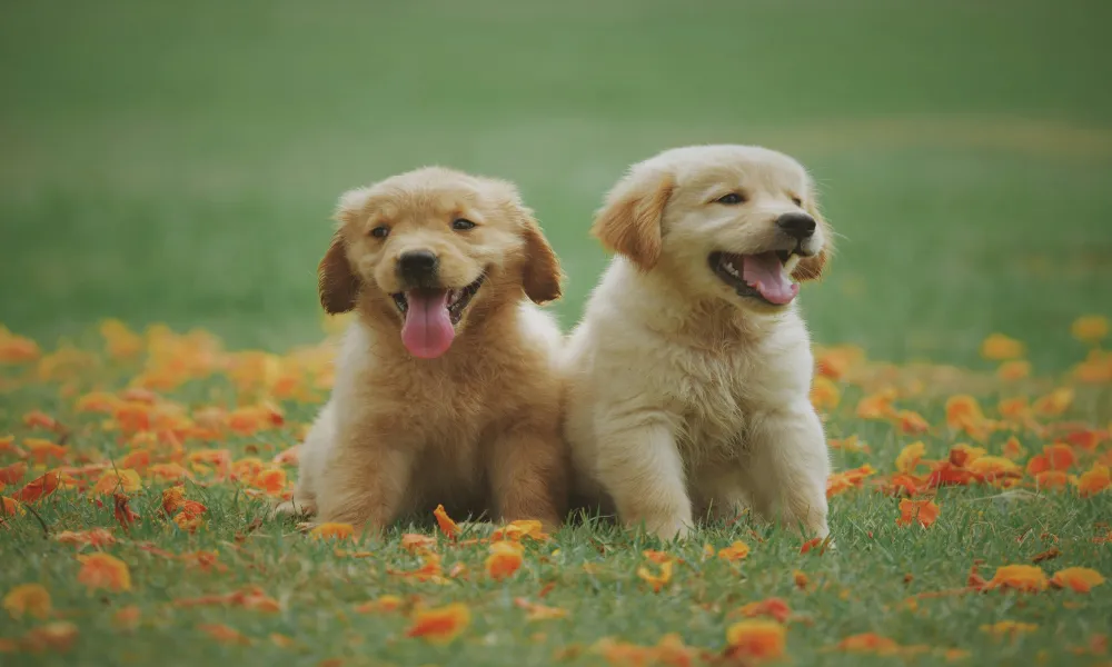 Header Image