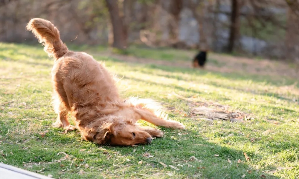 Header Image