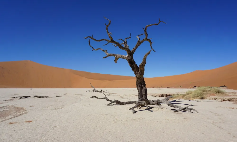 Header Image