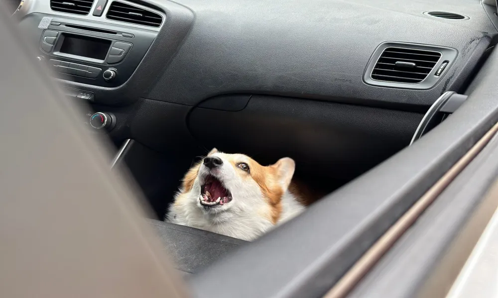 Header Image