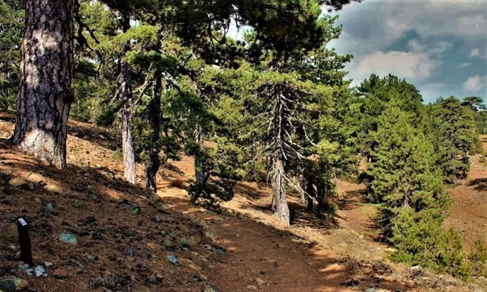 Header Image