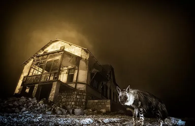 Οι ωραιότερες λήψεις του διαγωνισμού Wildlife Photographer of the Year 2025