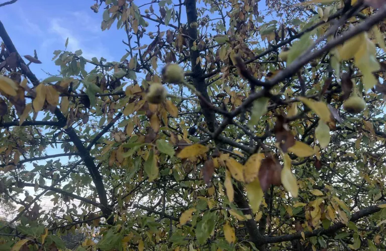 Υπό πλήρη έλεγχο δασική πυρκαγιά σε περιοχή της κοινότητας Αναρίτας