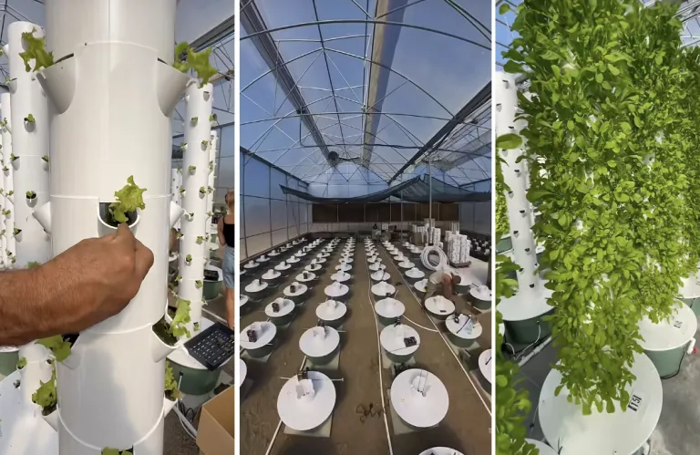 Vertical farming: Λύση για παραγωγή… με λιγότερο νερό - Το παράδειγμα από Κύπρο (βίντεο)