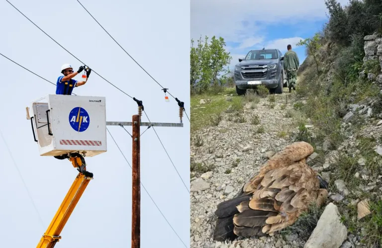 Σύμπραξη Birdlife–ΑΗΚ για θανατηφόρες πτήσεις - Οι στόχοι και οι πρώτες ενέργειες