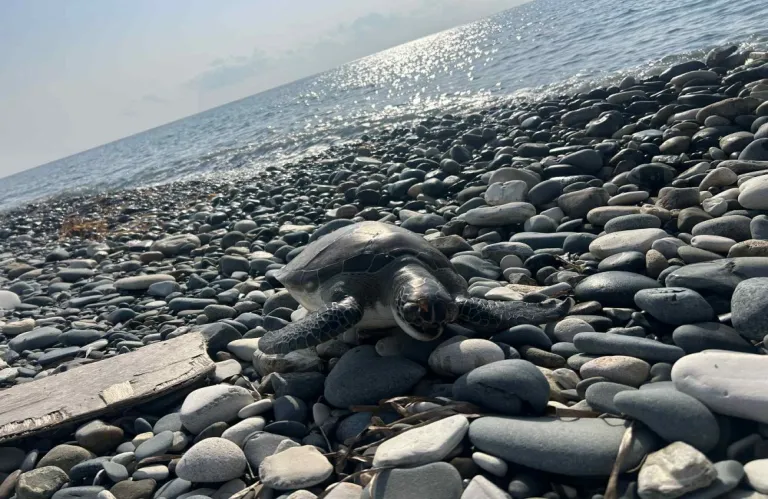 Νεκρή θαλάσσια χελώνα στην Λάρνακα - Τι κάνουμε όταν βρούμε μια