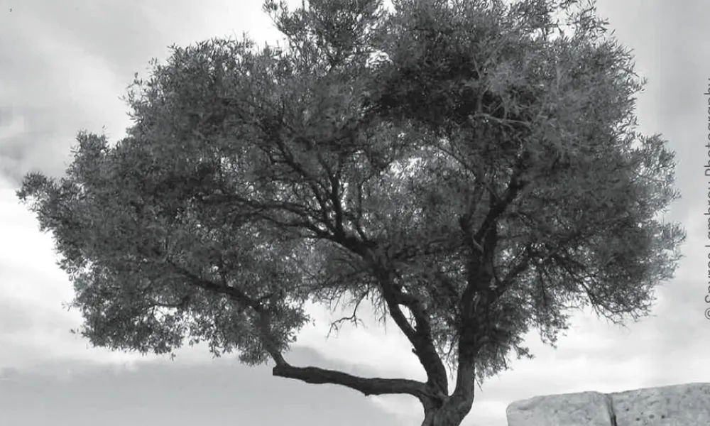 Post thumbnail or placeholder