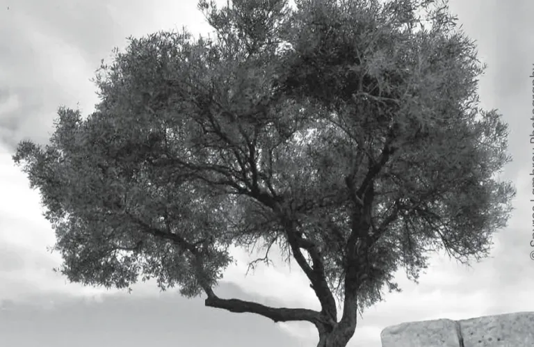 34η Ετήσια Διάλεξη εις μνήμην Κωνσταντίνου Λεβέντη| Η αρχαιολογία της ελιάς: από την αρχαιότητα στην προβιομηχανική εποχή