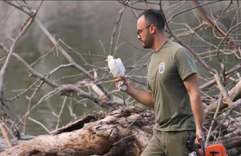 Ένα σκοινί παραλίγο να του στοιχίσει τη ζωή - Βίντεο από τη διάσωση ερωδιού στο Πάρκο Αθαλάσσας