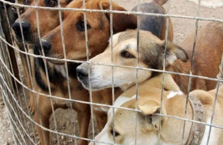 Αναστολή διατάγματος για καταφύγιο ζώων στην Πάφο ζητά το Κόμμα για τα Ζώα Κύπρου