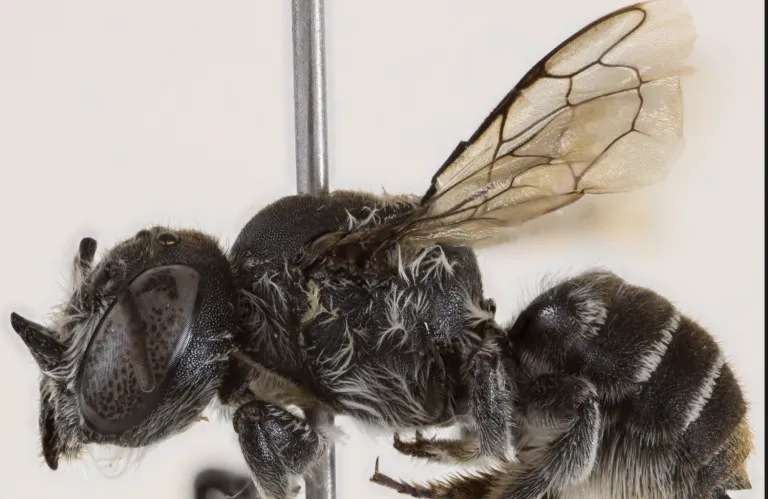 «Λούσιφερ» ονομάστηκε το νέο είδος μέλισσας που ανακαλύφθηκε στην Αυστραλία - Γιατί το «βάφτισαν» έτσι; (φωτό)