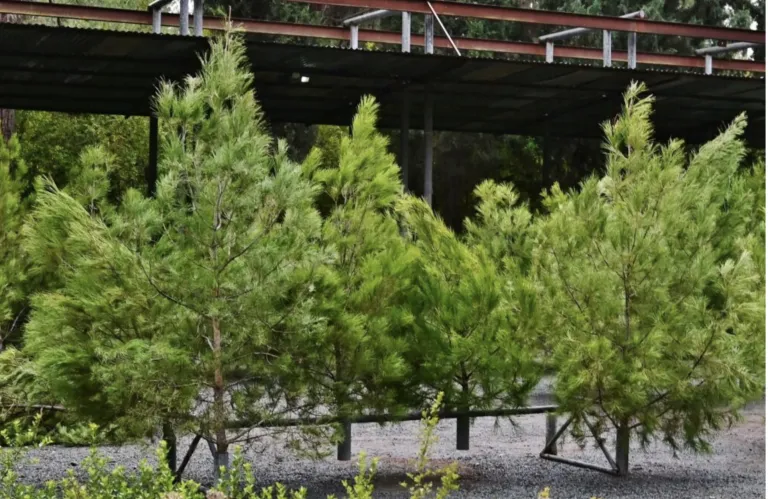 Τμ. Δασών: Από τις 26 Νοεμβρίου αρχίζει η πώληση Χριστουγεννιάτικων δέντρων - Τα σημεία