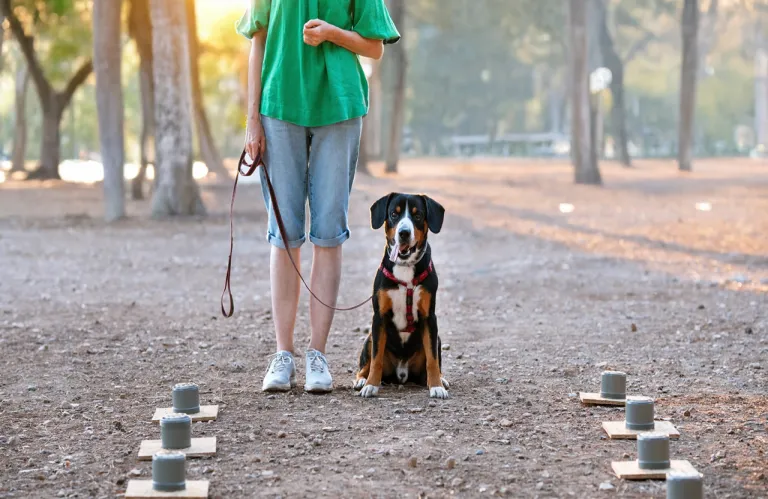 Προς ψήφιση η πρόταση για πλήρη πρόσβαση σκύλων βοηθείας στα οχήματα δημοσίας χρήσεως και ταξί