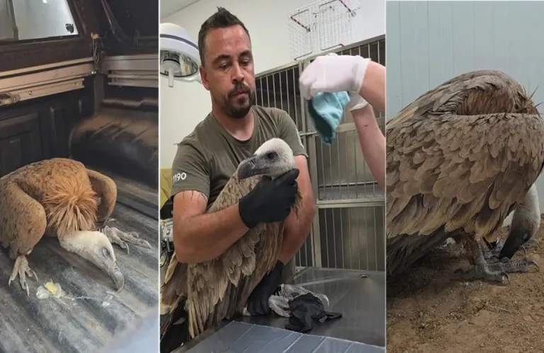 Κατεχόμενα: Θέμα ημερών η απελευθέρωση του γύπα – Σε μεγαλύτερο κλωβό