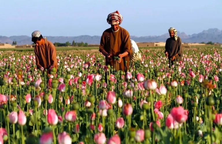 Απόρρητο σχέδιο της CIA στο Αφγανιστάν: Γιατί «βομβάρδιζαν» με τροποποιημένους σπόρους παπαρούνας