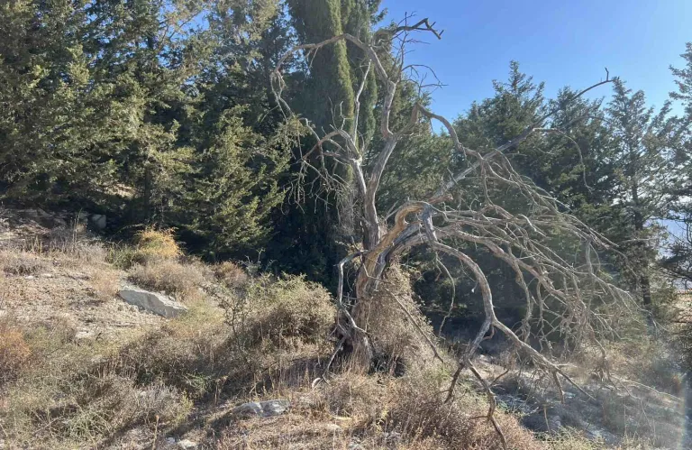 Υπό πλήρη έλεγχο δασική πυρκαγιά στα Κελοκεδάρα