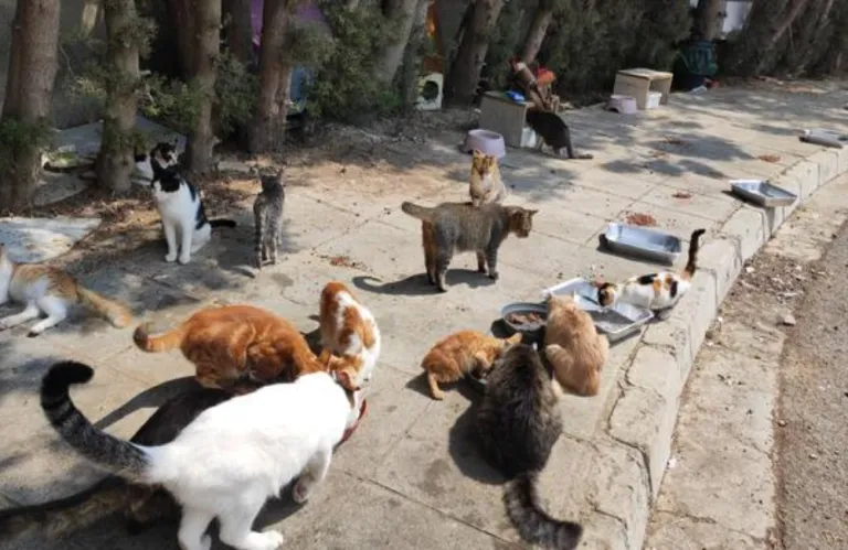 Δήμος Λεμεσού: Κονδύλι €40.000 για 700 στειρώσεις γατών με τη συμμετοχή εθελοντών