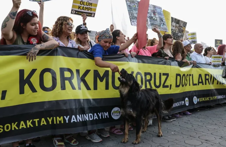 Κωνσταντινούπολη: Νέο μέτρο απαγορεύει τη σίτιση αδέσποτων σκύλων