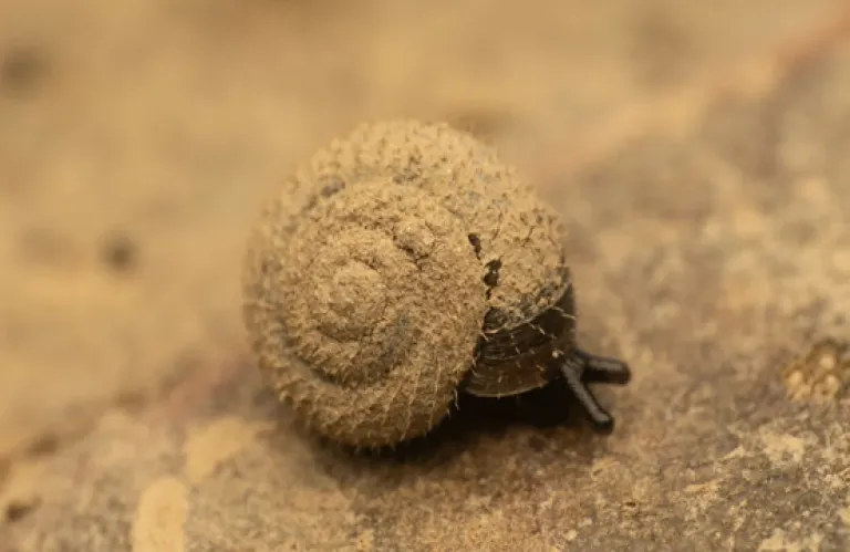 Μεγάλη κινητοποίηση στο Λονδίνο για τον εντοπισμό του «γερμανικού τριχωτού σαλιγκαριού»