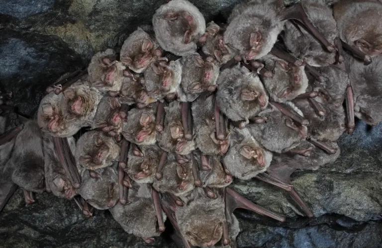 Στα καταφύγια του Τροόδους οι νυχτερίδες για τον χειμώνα - Το μήνυμα του Τμήματος Δασών (εικόνες)