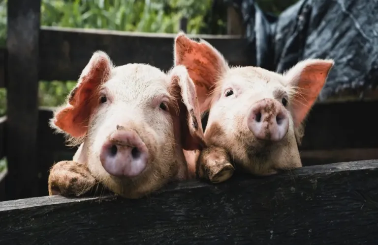 Πανώλη των χοίρων στην Ισπανία: Άμεση κινητοποίηση του στρατού - Από μολυσμένο σάντουιτς η έξαρση