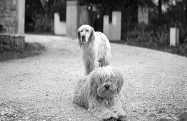 «Μόνο οι νεκροί θα δουν το τέλος των πολέμων»