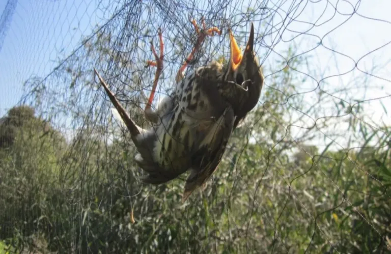 Καταδίκη 55 προσώπων και πρόστιμα €239 χιλ. για λαθροθηρία πτηνών το φθινόπωρο