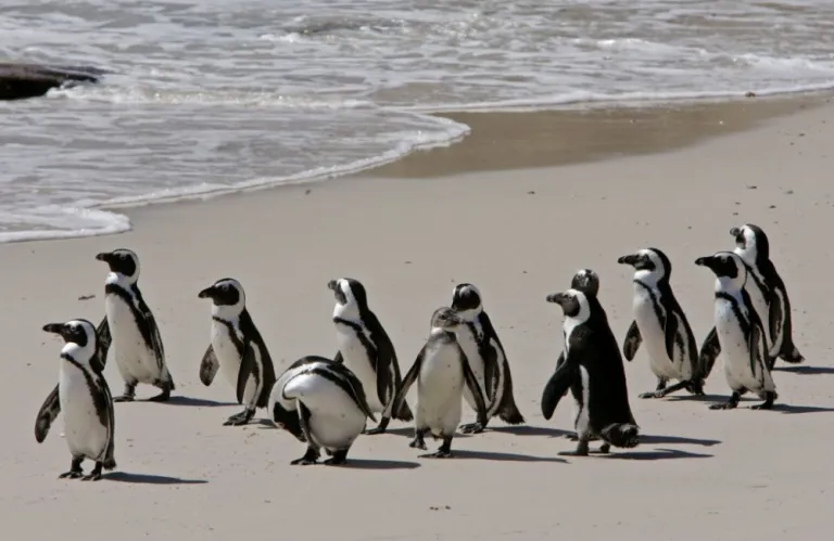 Πάνω από 60.000 πιγκουίνοι πέθαναν από πείνα στη Νότια Αφρική