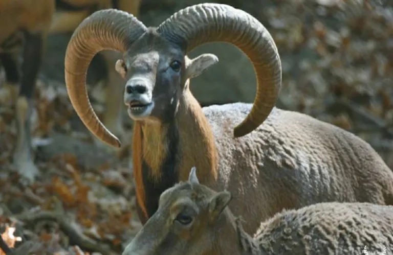 Απελευθερώθηκαν 18 αγρινά στον Σταυρό της Ψώκας – Η Κύπρος ενισχύει τον πληθυσμό του εμβληματικού θηλαστικού