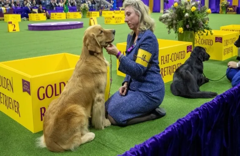 Εκατοντάδες γκόλντεν ριτρίβερ κατέκλυσαν πάρκο του Μπουένος Άιρες για παγκόσμιο ρεκόρ