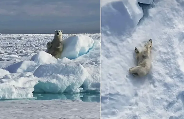 National Geographic: Viral στα social media πολική αρκούδα που παίζει με το χιόνι (βίντεο)