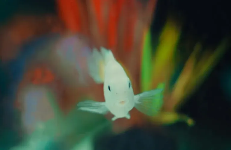 Ανακαλύφθηκε ψάρι στο μέγεθος... νυχιού - Διαθέτει όργανο άγνωστο στην επιστήμη