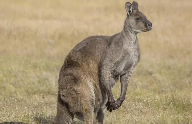 Δερύνεια: 14 μήνες στη φυλακή 37χρονος για το σφάξιμο του καγκουρό