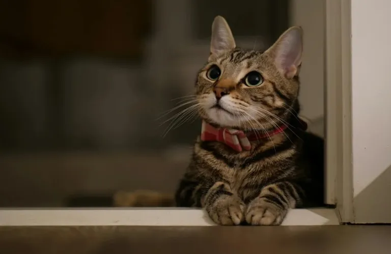 Δείτε αν πραγματικά ζηλεύουν οι γάτες