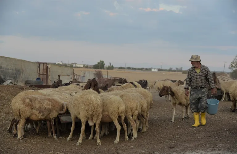 Ξεκίνησαν οι εμβολιασμοί ζώων στα κατεχόμενα για την αντιμετώπιση του αφθώδους πυρετού