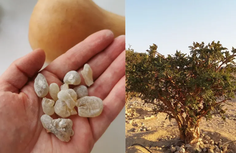 Το διάσημο αρωματικό φυτό που είναι υπό εξαφάνιση λόγω υψηλής ζήτησης