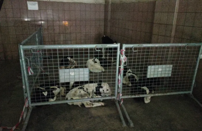 Για αφθώδη πυρετό σε λαθραία βοοειδή από την ε/κ πλευρά, γράφει ο τ/κ Τύπος