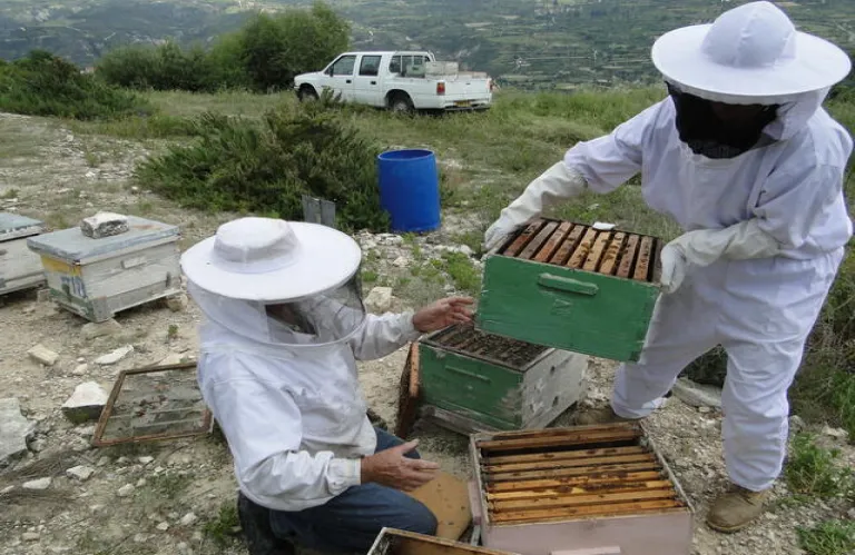 Η κυπριακή μέλισσα προς αφανισμό - Ζητούν Κέντρο Μελισσοκομίας