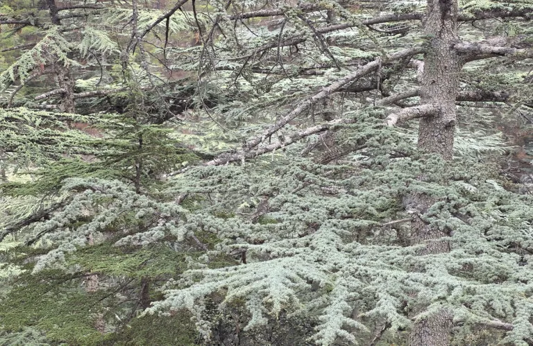 Cedar of Cyprus: A Valuable Piece of Cypriot Heritage