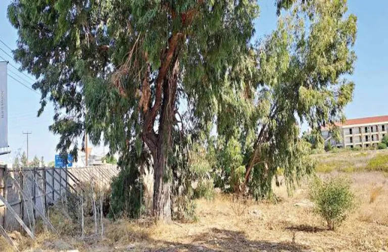 Υποδεικνύοντας στη ΔΕΑ πιθανούς τόπους ταφής - Πατρίκι, Μπογάζι Αμμοχώστου και Λειβάδια