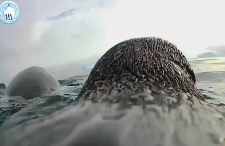 Dive into a Penguin's Life: Stunning Footage from Antarctica