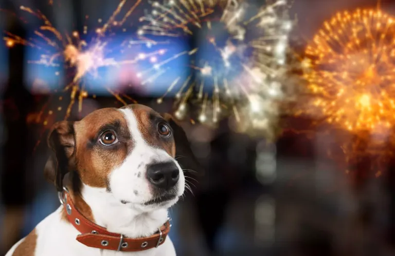 New Year's Eve and Fireworks: A Survival Guide for Cats and Dogs