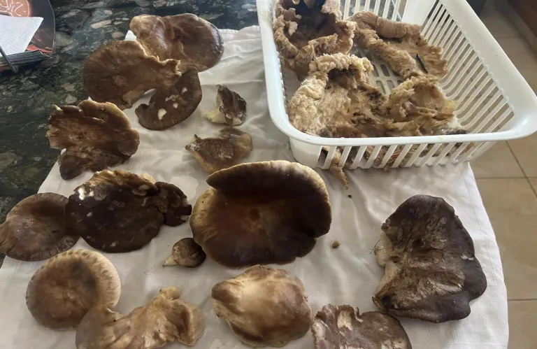 Mushrooms of the Pafos countryside on the festive table