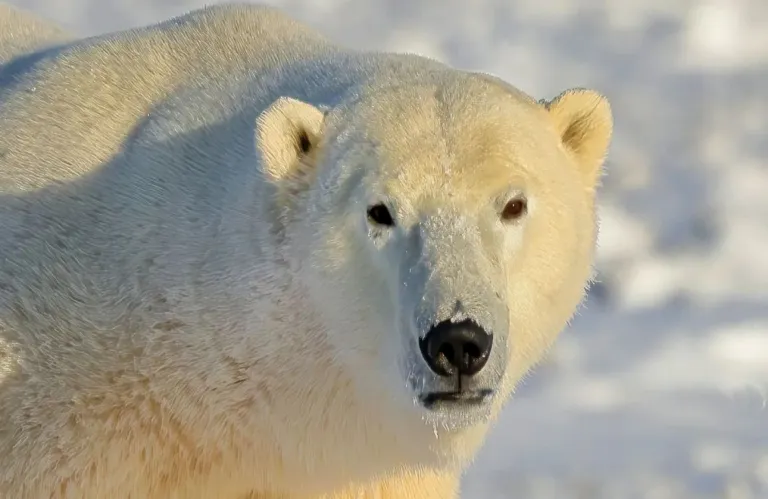 Polar Bear Attacks Family in Siberia, Injuring Three