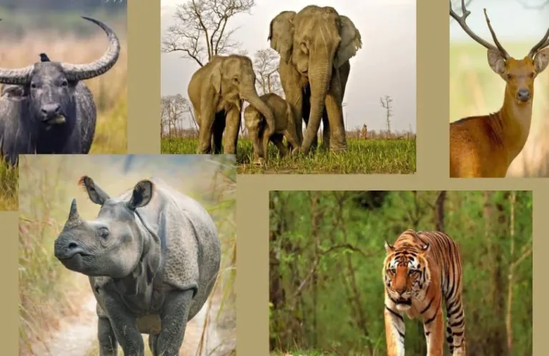 Ινδία: Χρονιά-ορόσημο για την προστασία της άγριας ζωής