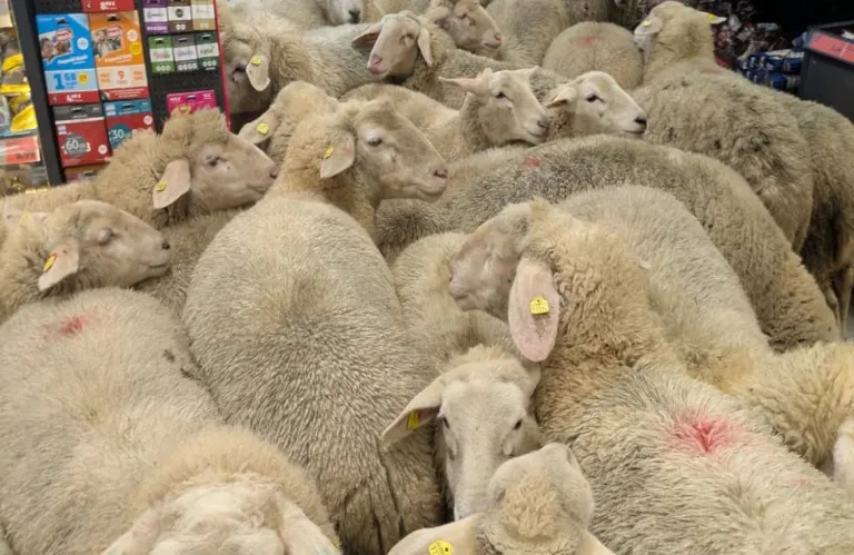 Πρόβατα έφυγαν από χωράφι και εισέβαλαν σε σούπερ μάρκετ στη Γερμανία (βίντεο)